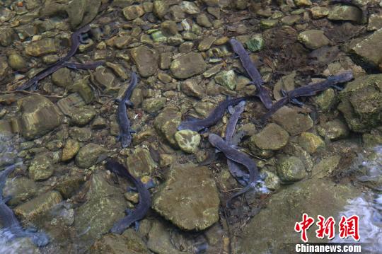 500多尾“娃娃鱼”放流国家自然保护区河南龙峪湾